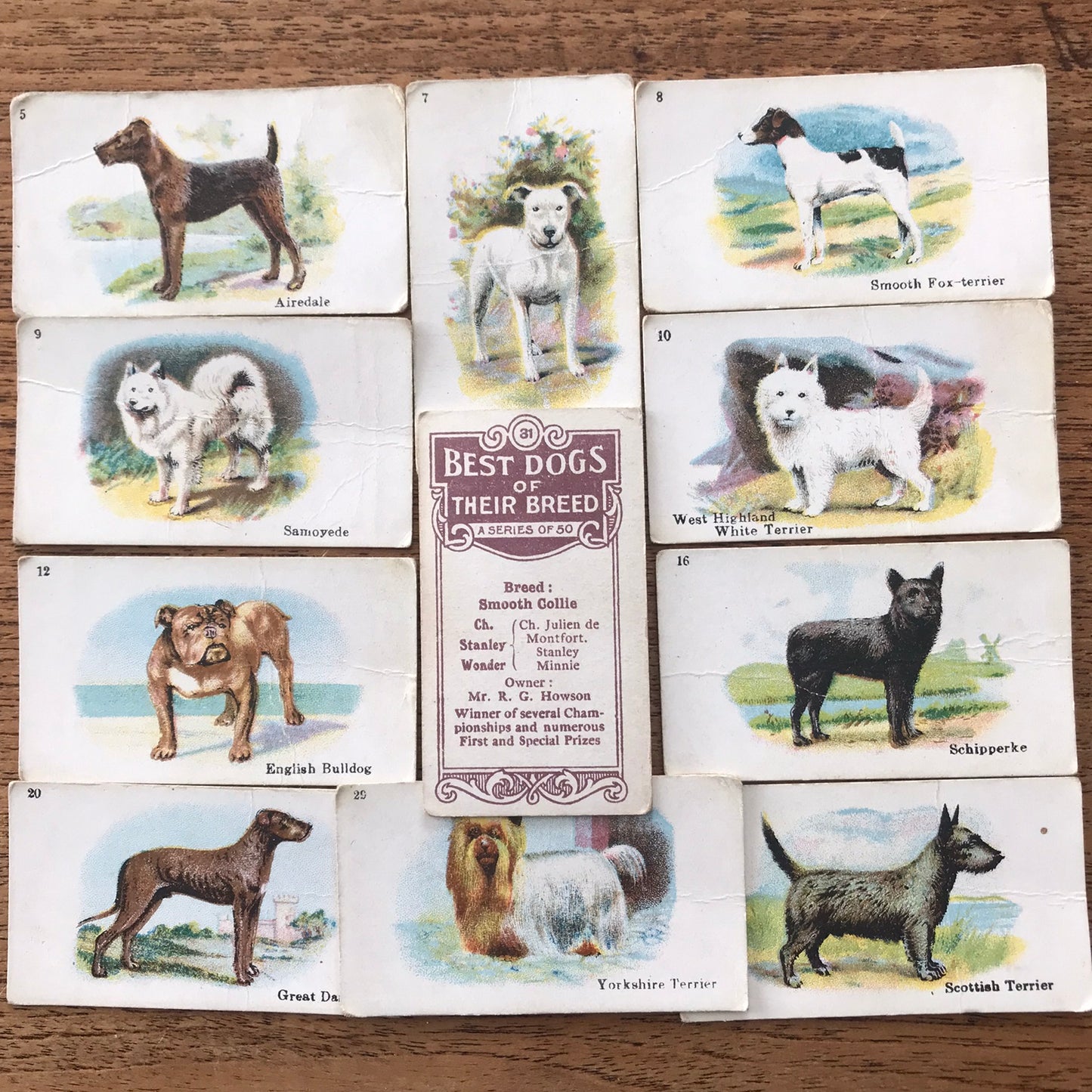 British American Tobacco BAT Cigarette Cards 'Best Dogs Of Their Breed' 1913 - Sold individually.
