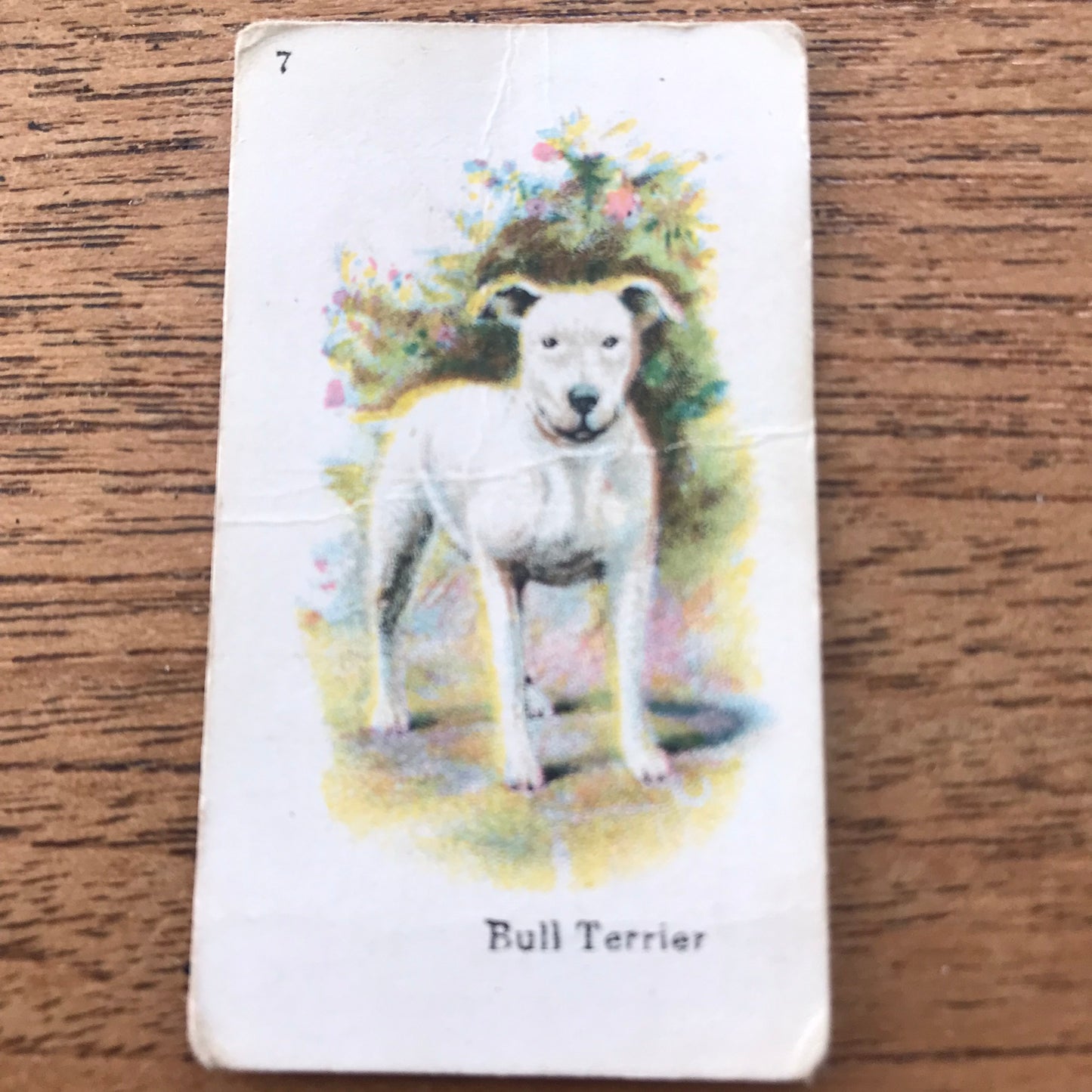 British American Tobacco BAT Cigarette Cards 'Best Dogs Of Their Breed' 1913 - Sold individually.