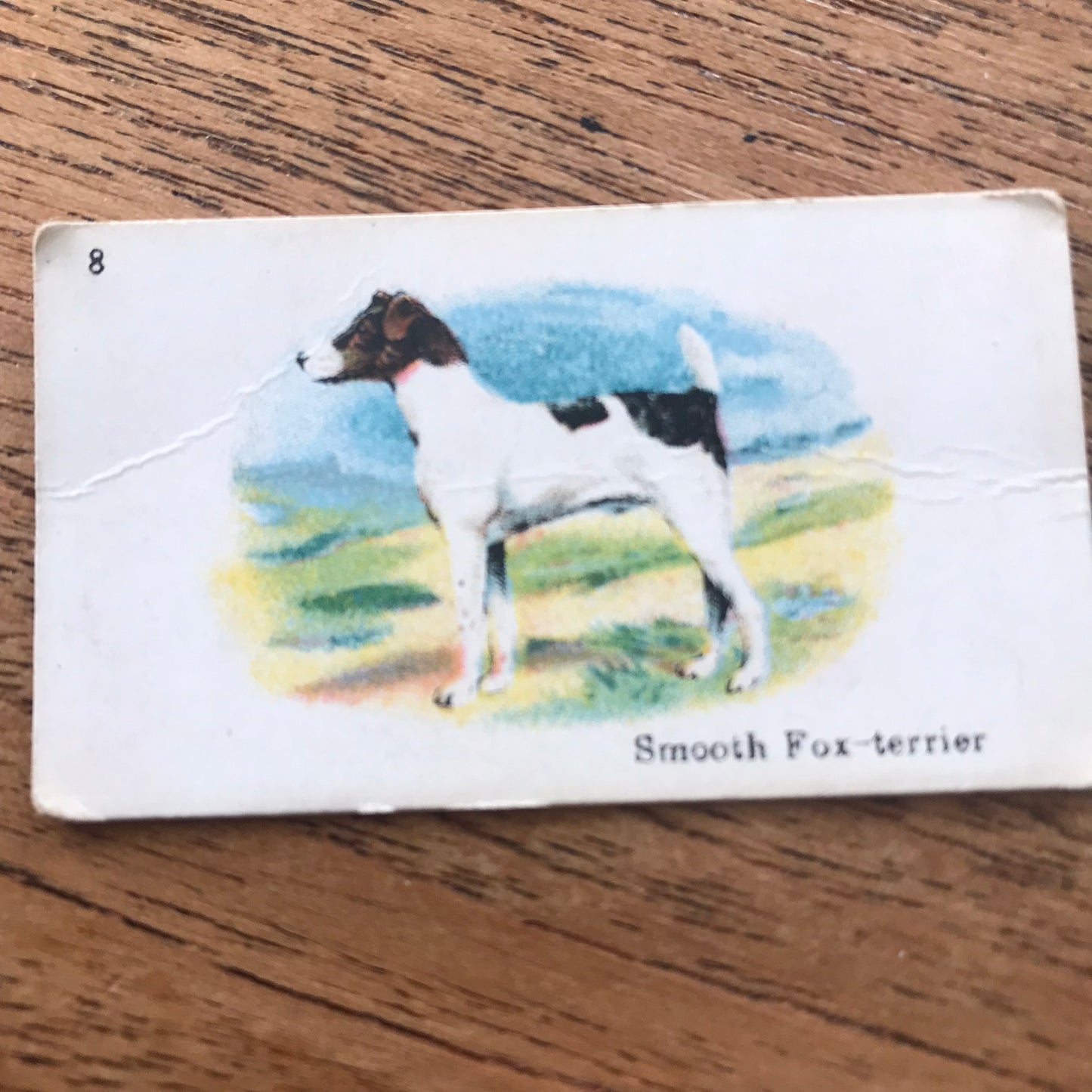 British American Tobacco BAT Cigarette Cards 'Best Dogs Of Their Breed' 1913 - Sold individually.