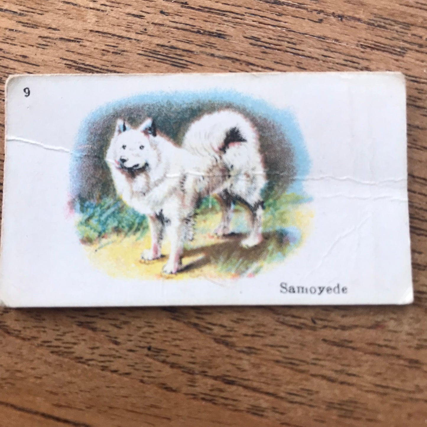 British American Tobacco BAT Cigarette Cards 'Best Dogs Of Their Breed' 1913 - Sold individually.