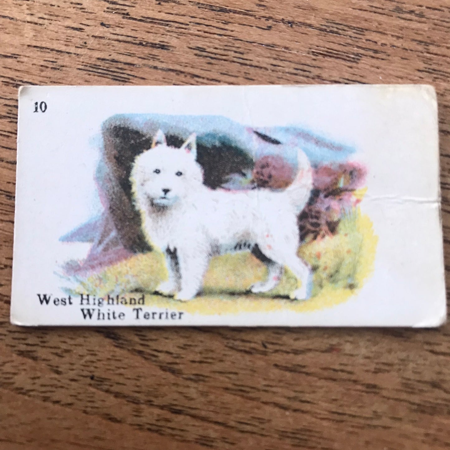 British American Tobacco BAT Cigarette Cards 'Best Dogs Of Their Breed' 1913 - Sold individually.