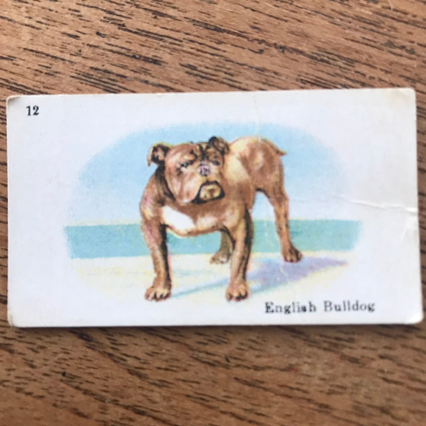 British American Tobacco BAT Cigarette Cards 'Best Dogs Of Their Breed' 1913 - Sold individually.