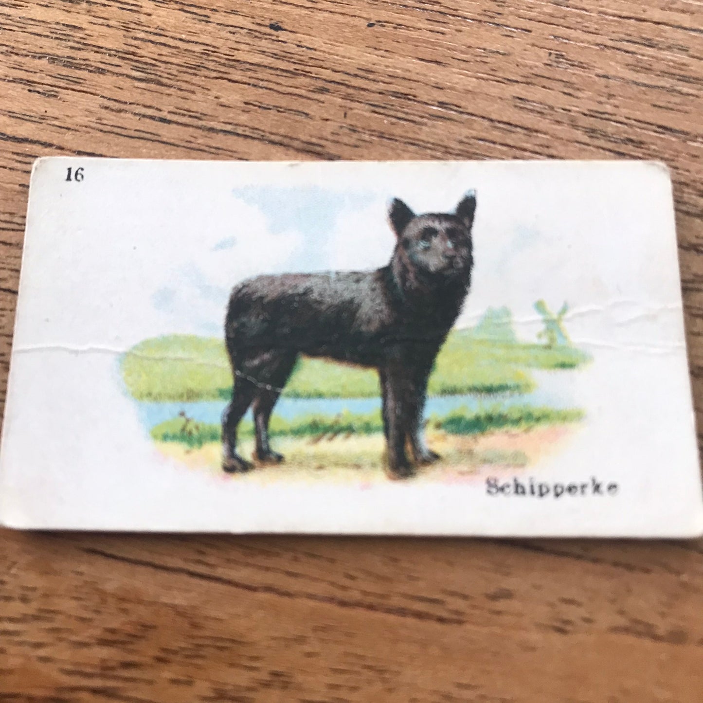 British American Tobacco BAT Cigarette Cards 'Best Dogs Of Their Breed' 1913 - Sold individually.