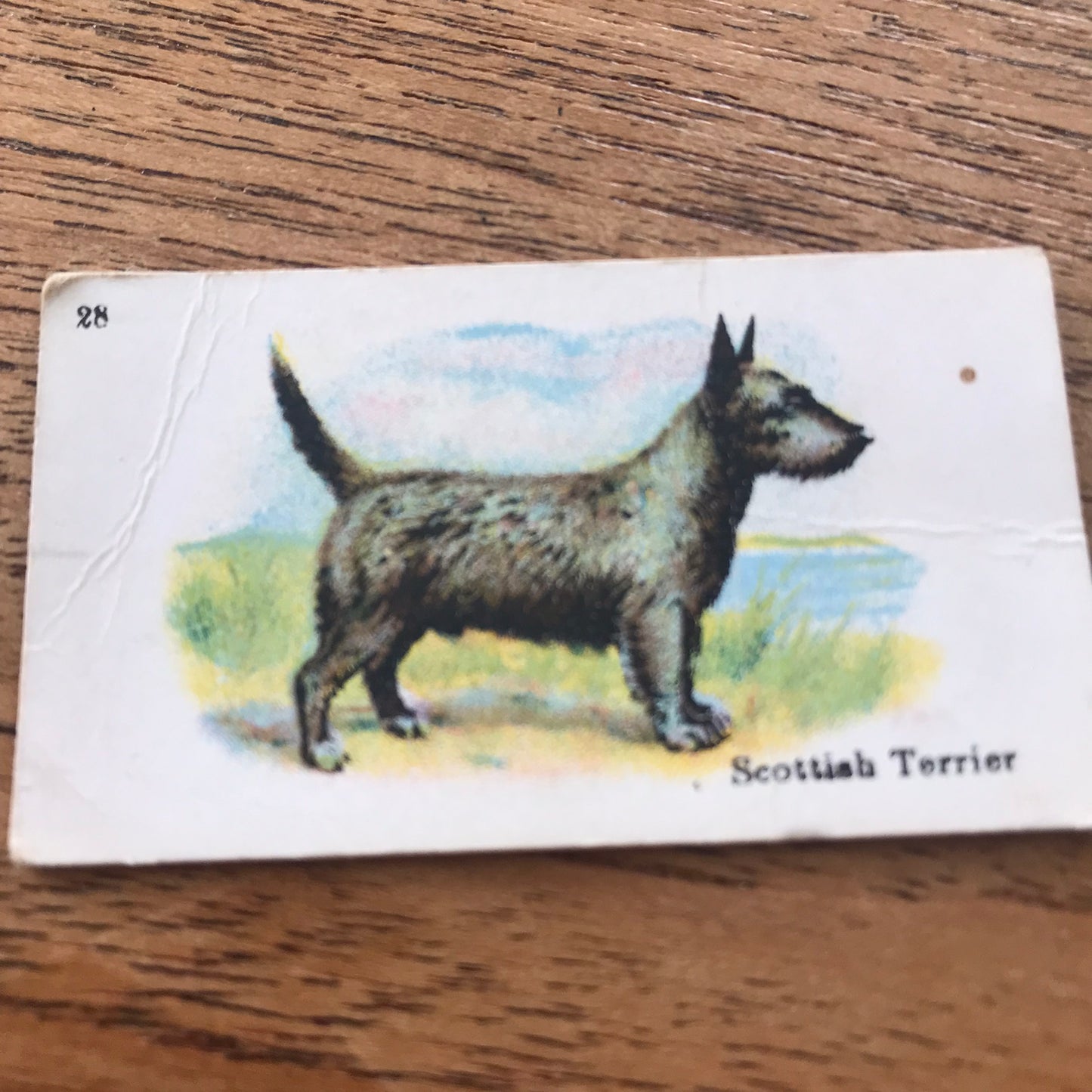 British American Tobacco BAT Cigarette Cards 'Best Dogs Of Their Breed' 1913 - Sold individually.