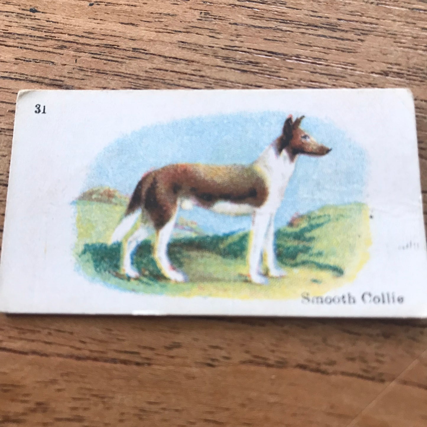 British American Tobacco BAT Cigarette Cards 'Best Dogs Of Their Breed' 1913 - Sold individually.