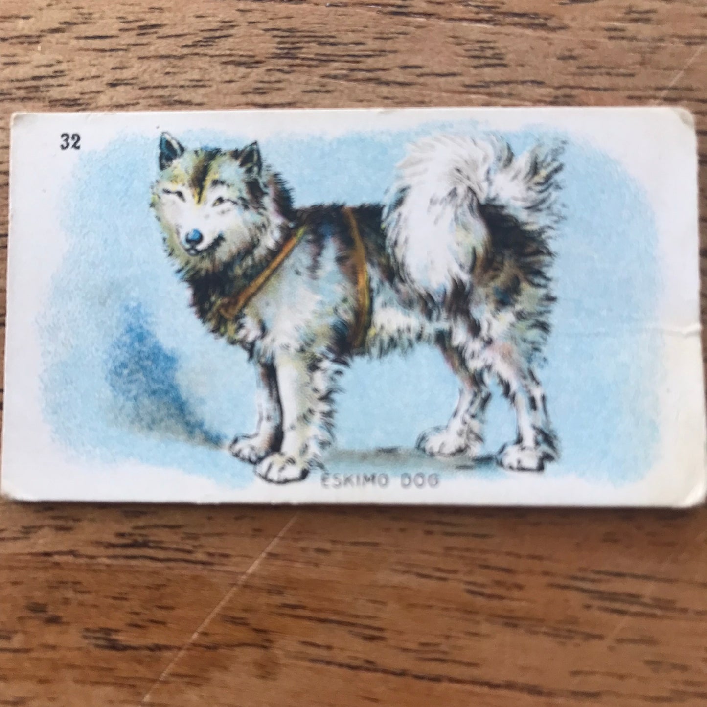 British American Tobacco BAT Cigarette Cards 'Best Dogs Of Their Breed' 1913 - Sold individually.