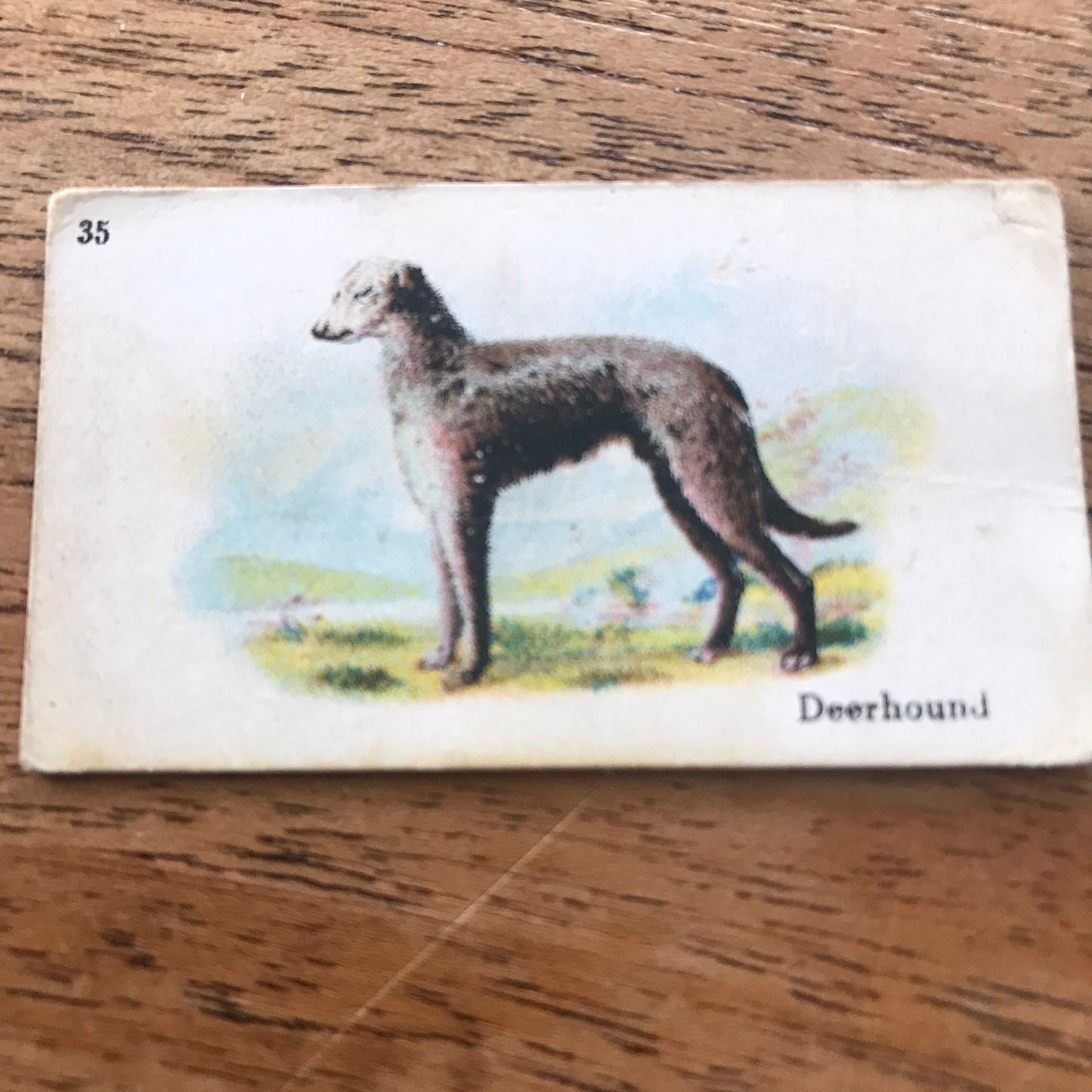 British American Tobacco BAT Cigarette Cards 'Best Dogs Of Their Breed' 1913 - Sold individually.