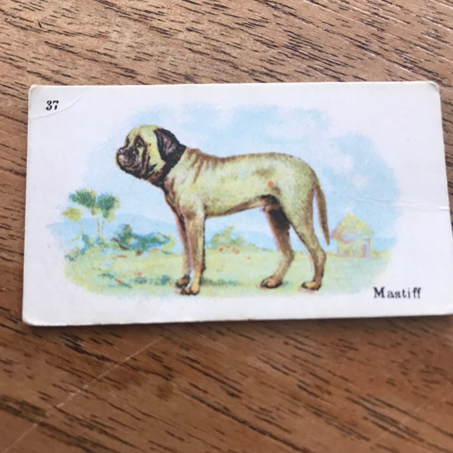 British American Tobacco BAT Cigarette Cards 'Best Dogs Of Their Breed' 1913 - Sold individually.