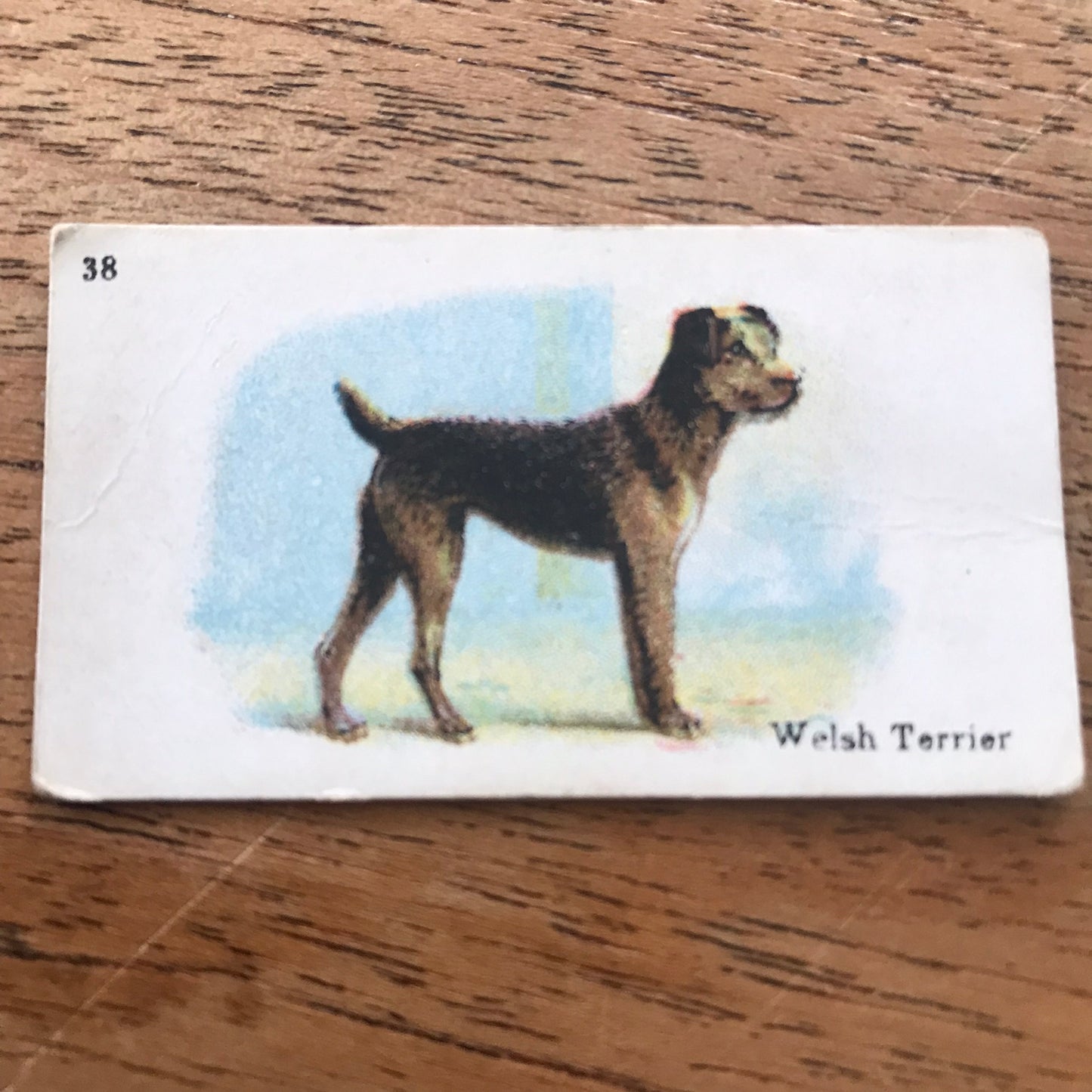 British American Tobacco BAT Cigarette Cards 'Best Dogs Of Their Breed' 1913 - Sold individually.