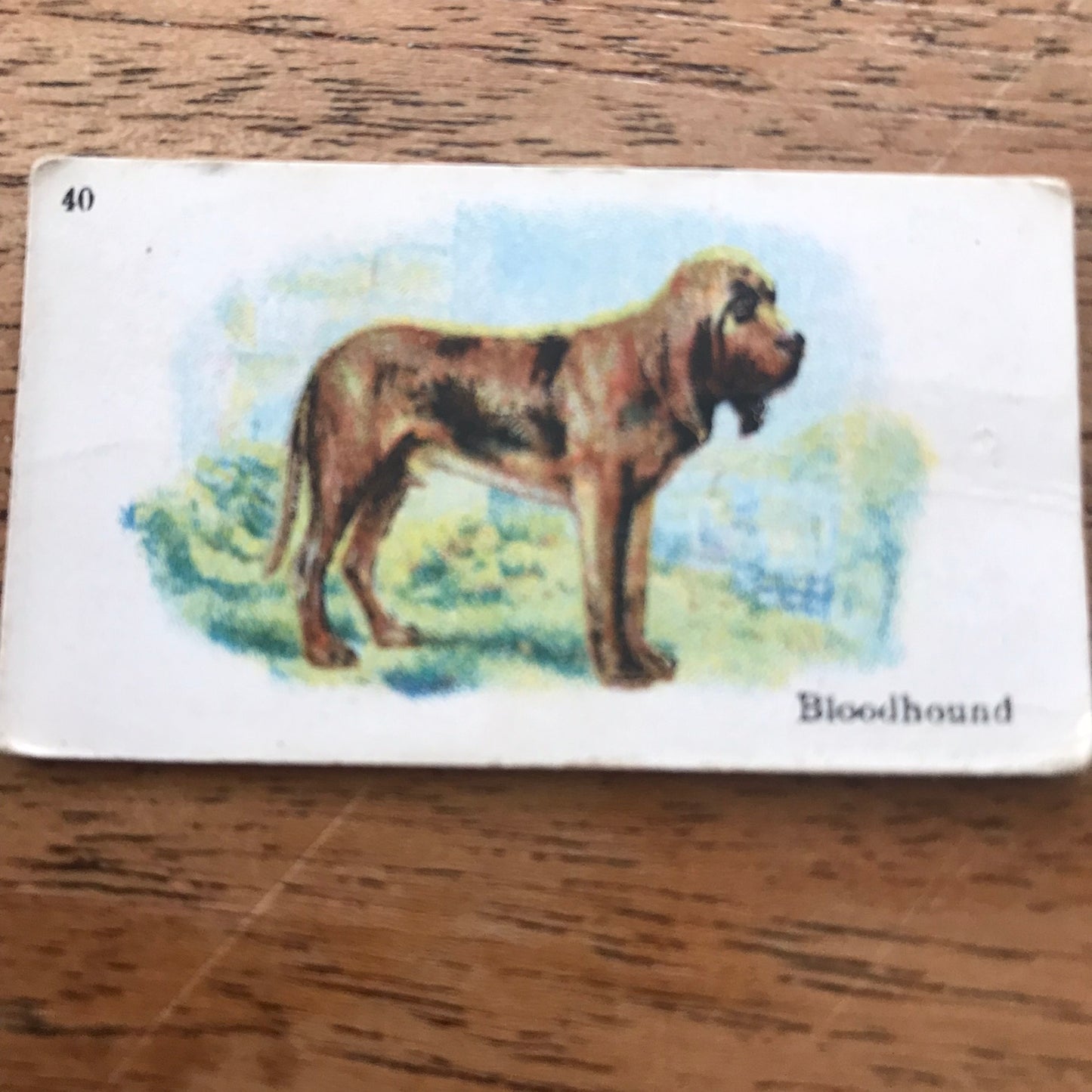 British American Tobacco BAT Cigarette Cards 'Best Dogs Of Their Breed' 1913 - Sold individually.