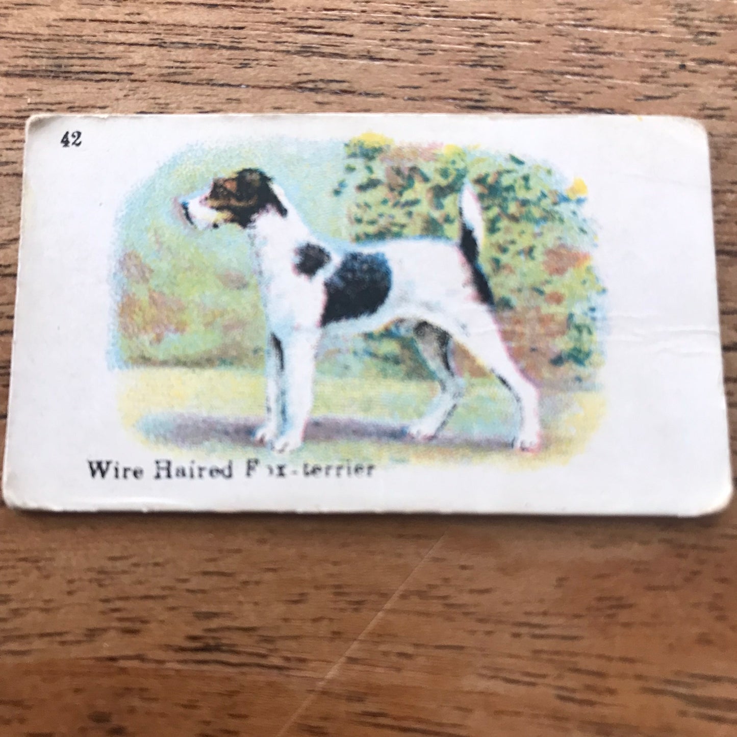 British American Tobacco BAT Cigarette Cards 'Best Dogs Of Their Breed' 1913 - Sold individually.