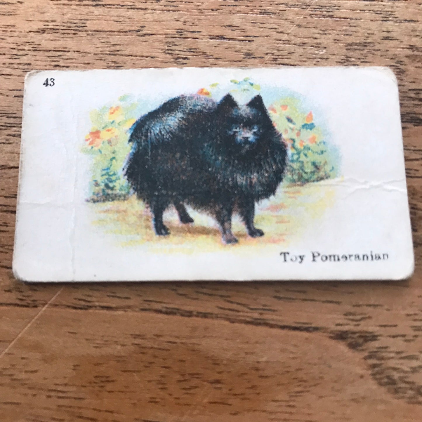 British American Tobacco BAT Cigarette Cards 'Best Dogs Of Their Breed' 1913 - Sold individually.