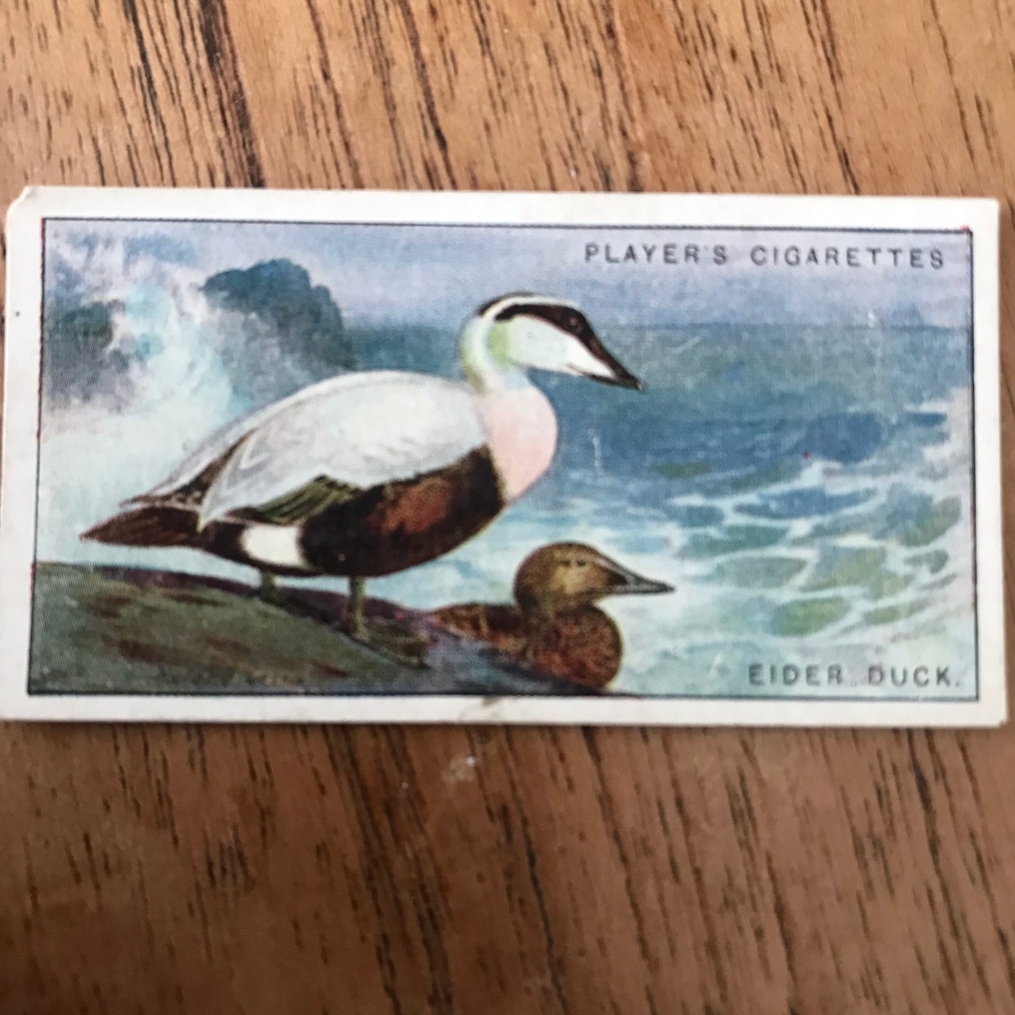 Players Cigarette Cards 'Game Birds and Wild Fowl' 1927 Sold individually - take your pick.