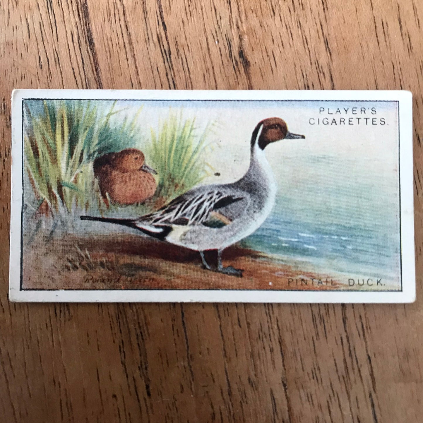 Players Cigarette Cards 'Game Birds and Wild Fowl' 1927 Sold individually - take your pick.