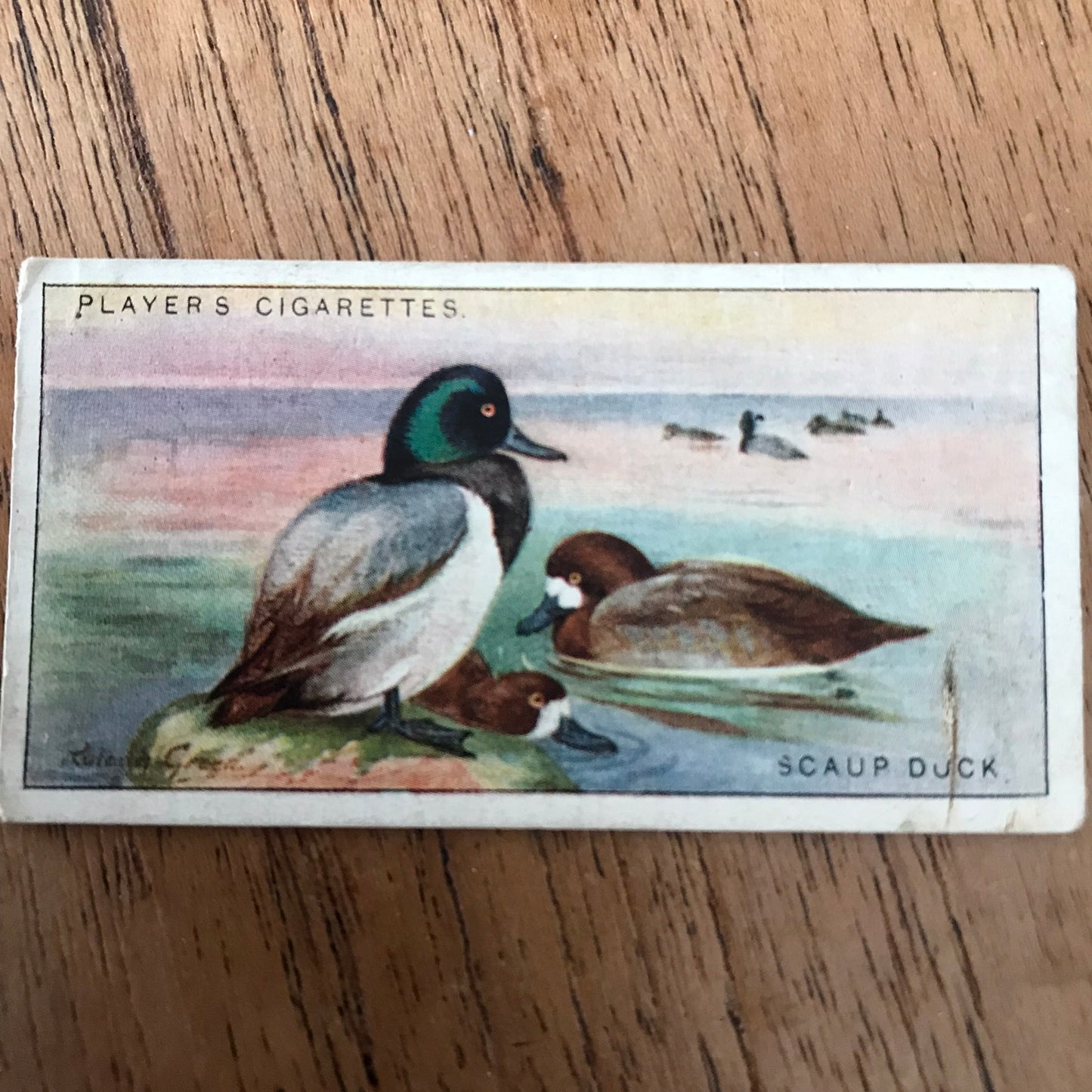 Players Cigarette Cards 'Game Birds and Wild Fowl' 1927 Sold individually - take your pick.