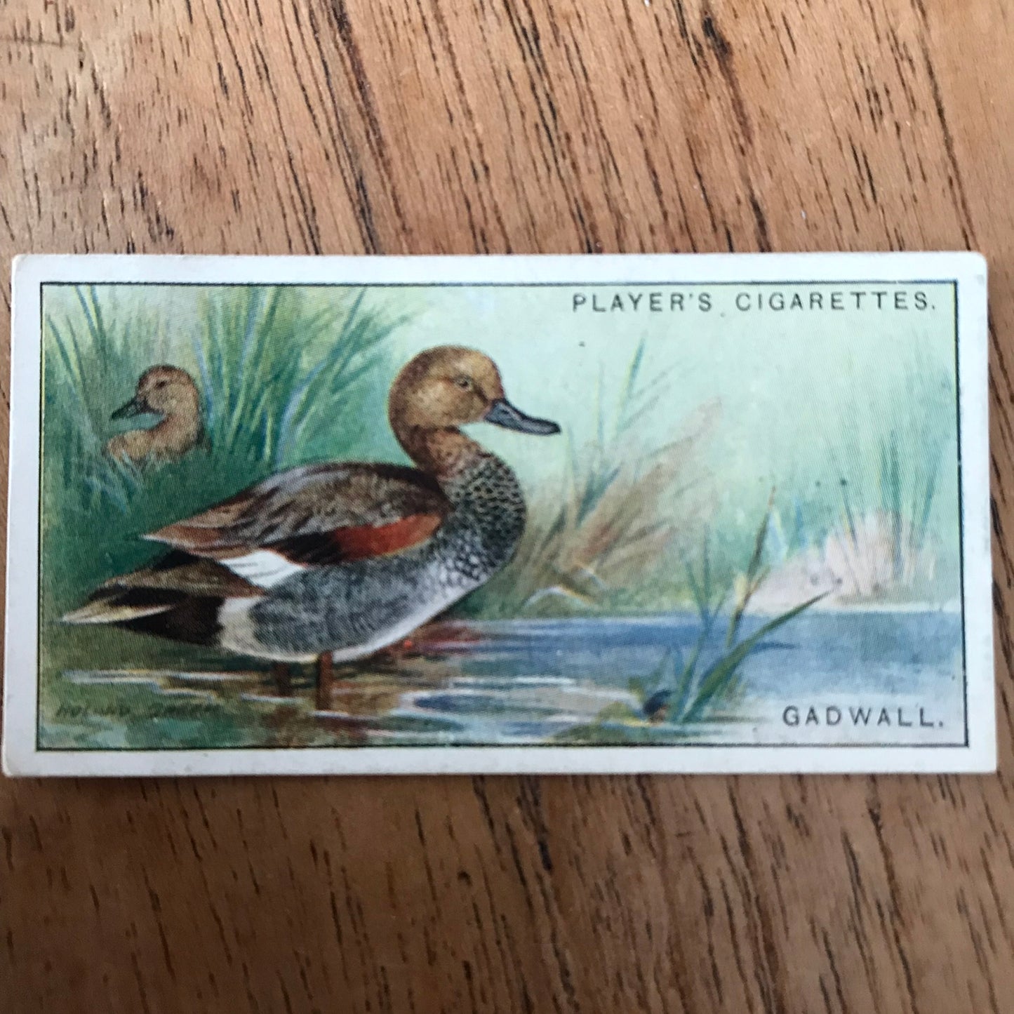 Players Cigarette Cards 'Game Birds and Wild Fowl' 1927 Sold individually - take your pick.