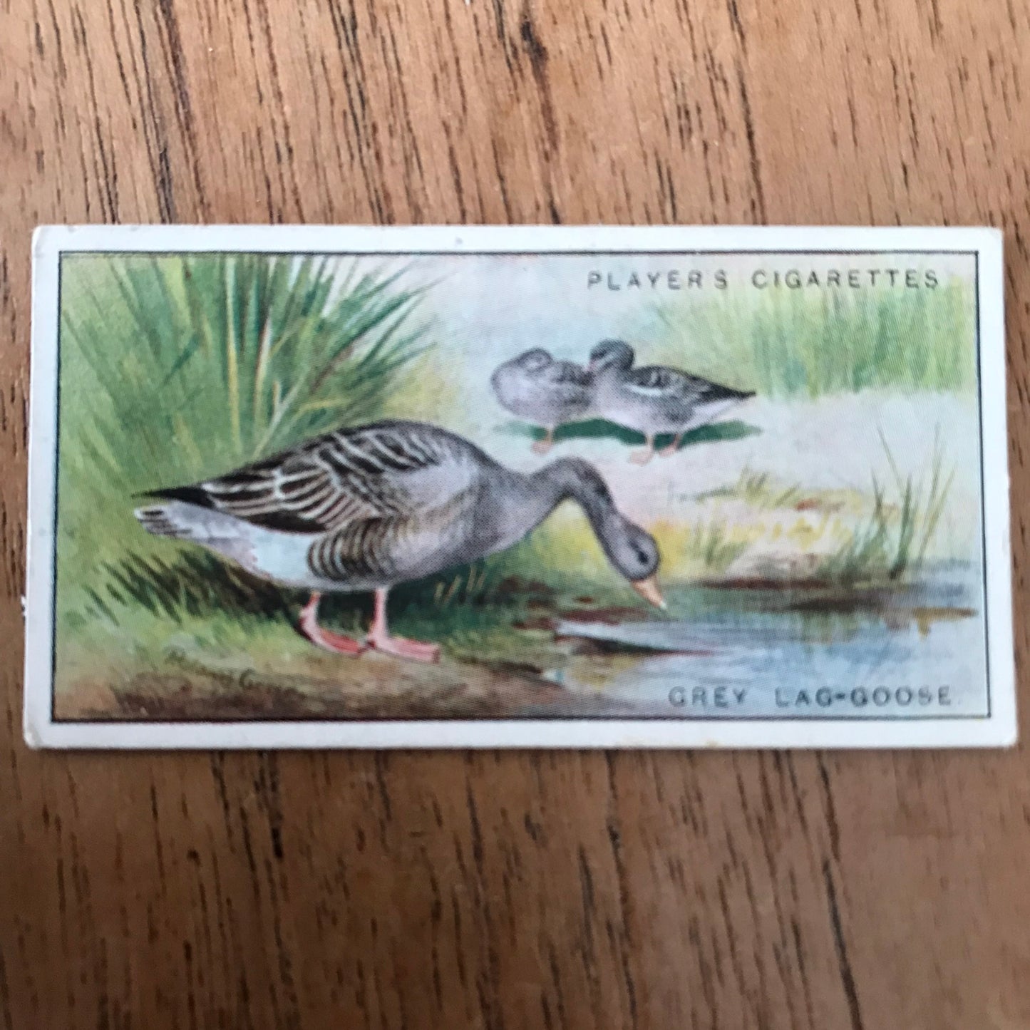 Players Cigarette Cards 'Game Birds and Wild Fowl' 1927 Sold individually - take your pick.