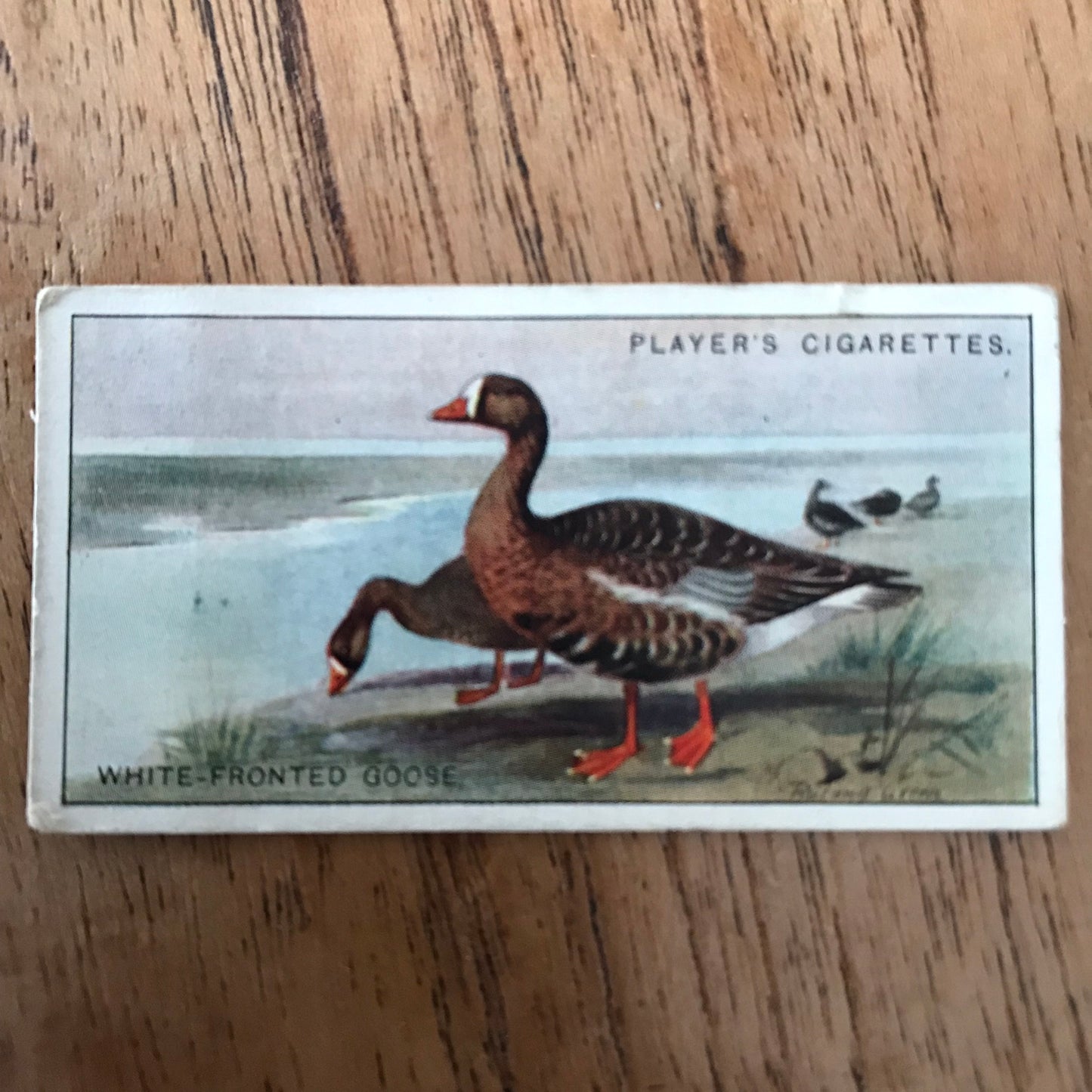 Players Cigarette Cards 'Game Birds and Wild Fowl' 1927 Sold individually - take your pick.
