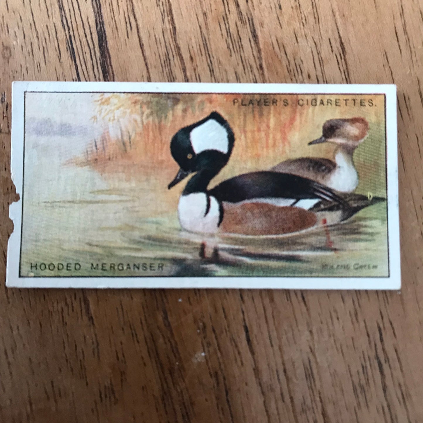 Players Cigarette Cards 'Game Birds and Wild Fowl' 1927 Sold individually - take your pick.