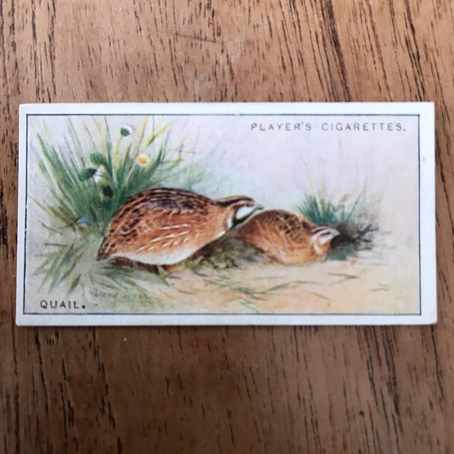 Players Cigarette Cards 'Game Birds and Wild Fowl' 1927 Sold individually - take your pick.