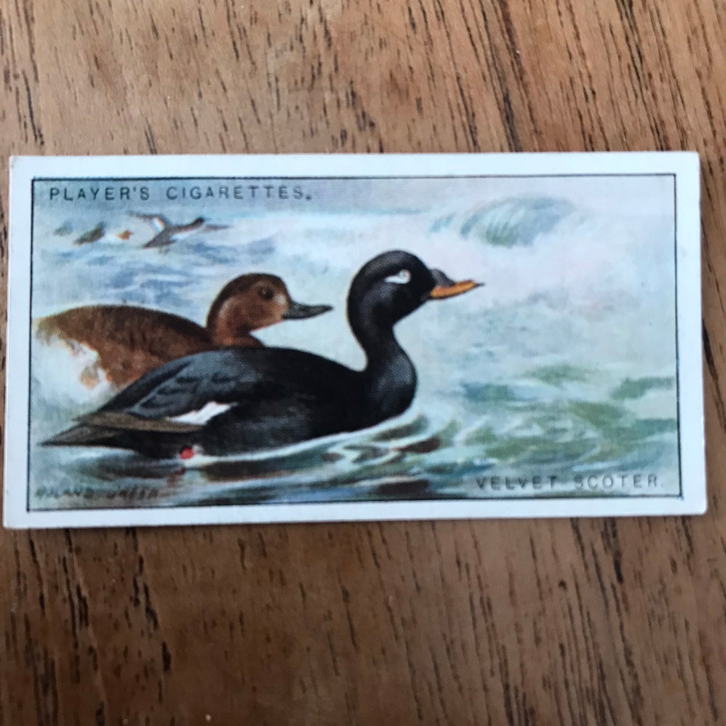Players Cigarette Cards 'Game Birds and Wild Fowl' 1927 Sold individually - take your pick.