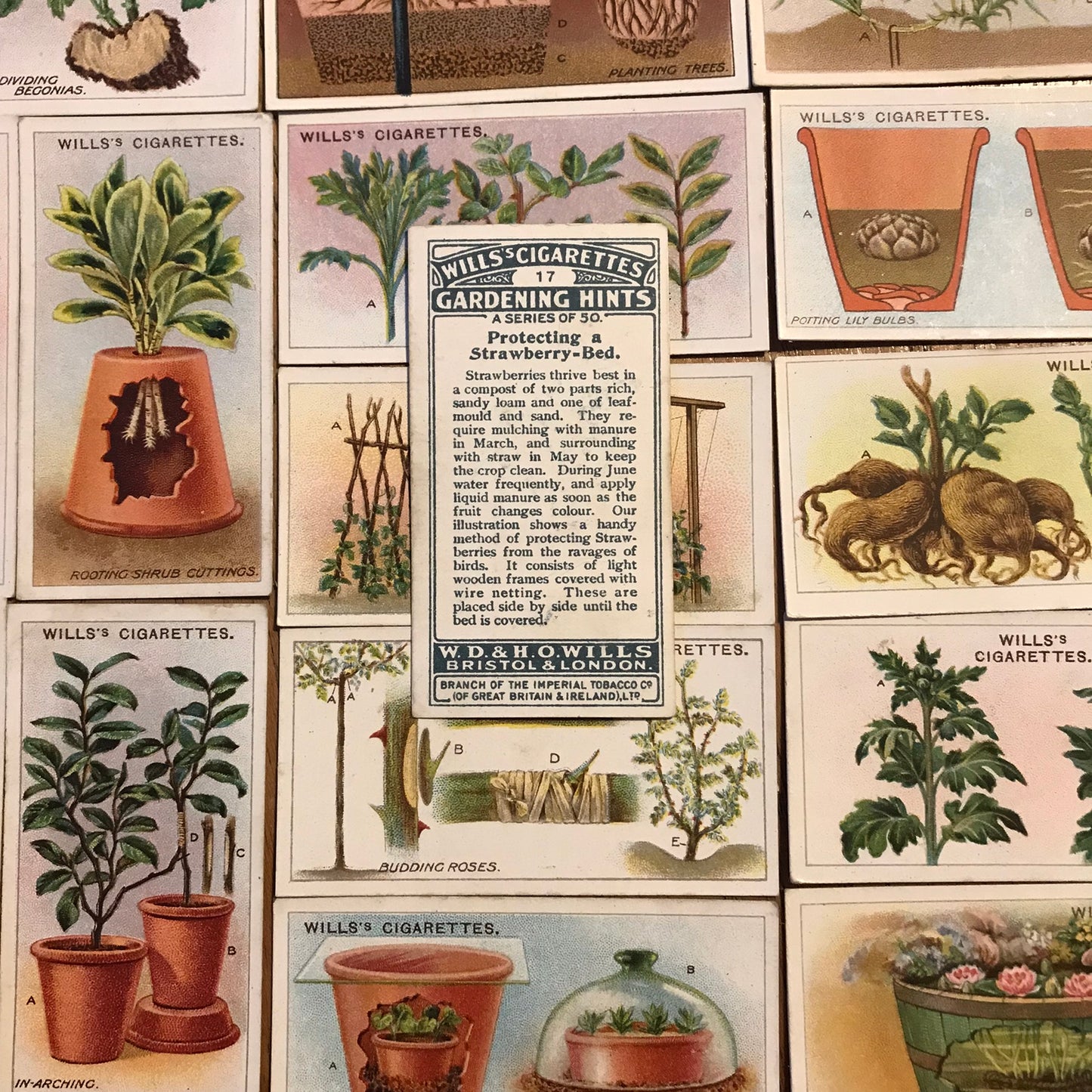 Wills Cigarette Cards GARDENING HINTS 1938. Sold individually so take your pick.