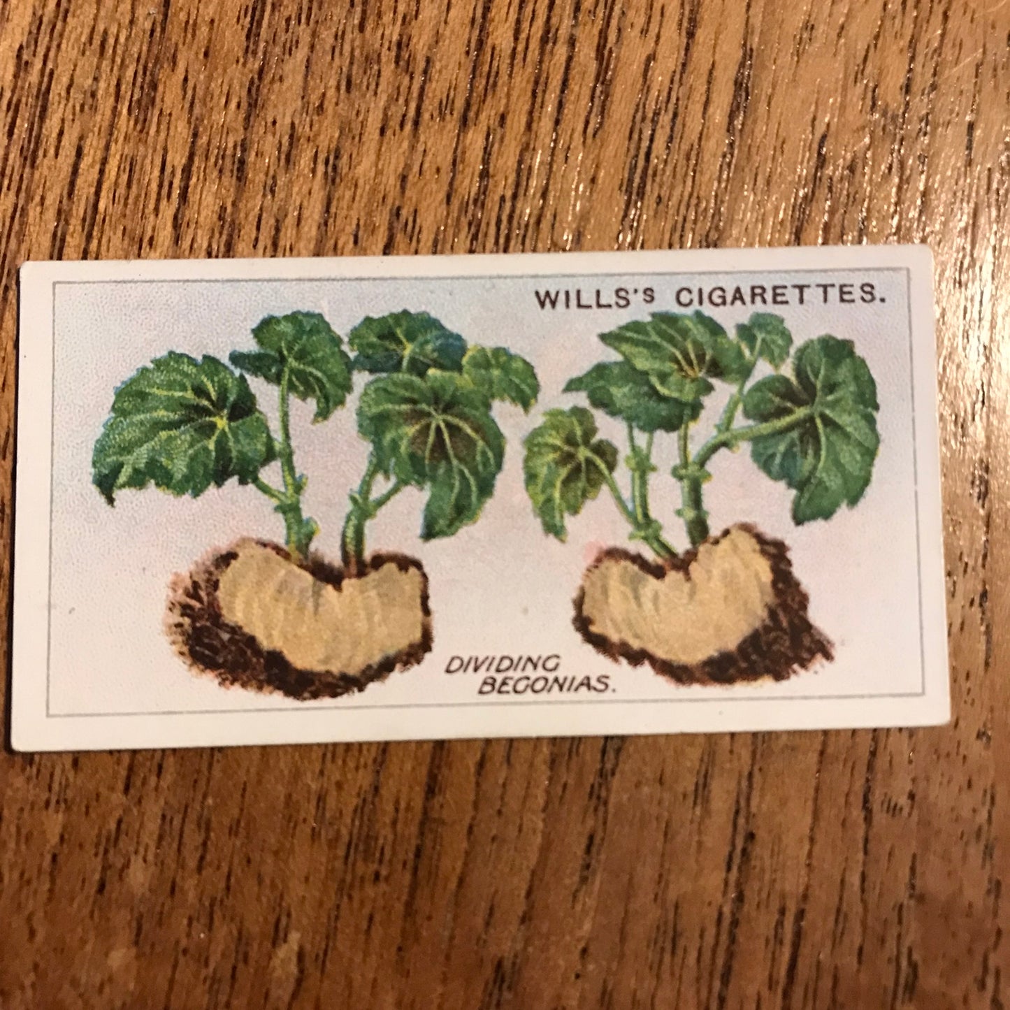 Wills Cigarette Cards GARDENING HINTS 1938. Sold individually so take your pick.