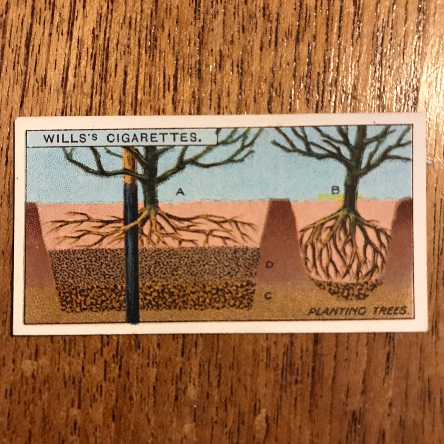 Wills Cigarette Cards GARDENING HINTS 1938. Sold individually so take your pick.