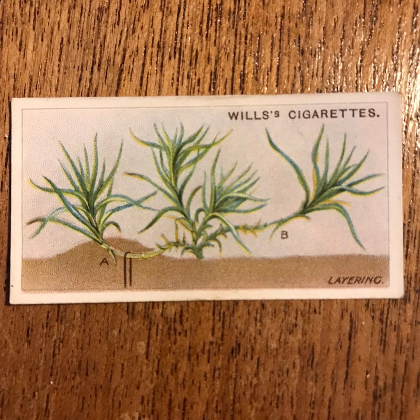 Wills Cigarette Cards GARDENING HINTS 1938. Sold individually so take your pick.