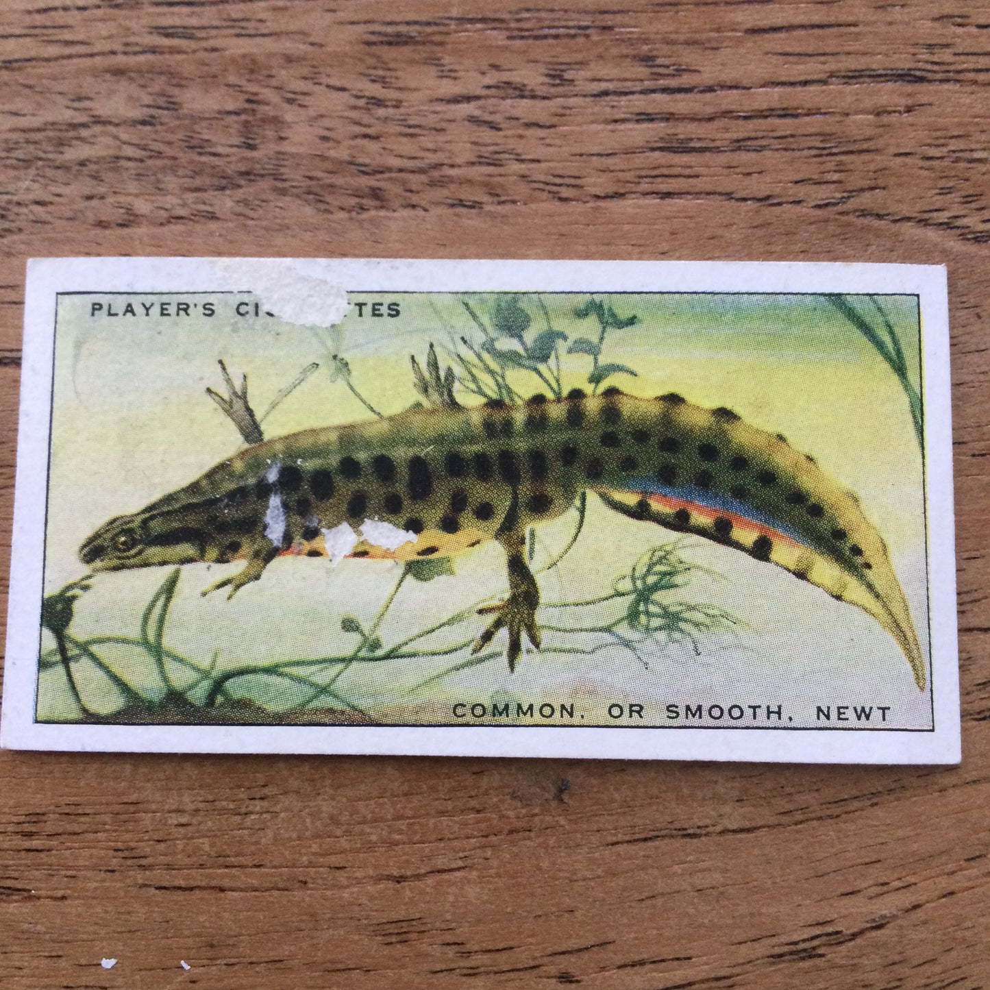 Animals of the Countryside. Players Cigarette Cards. 1939. 1930s. Sold individually so you can take your pick.