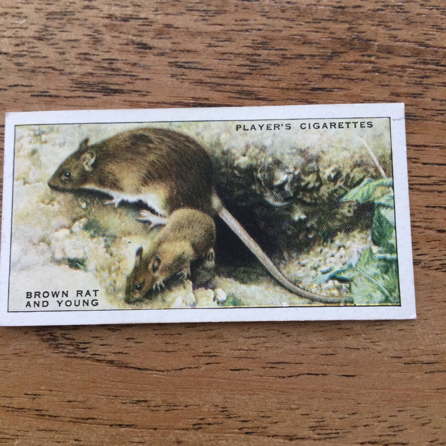 Animals of the Countryside. Players Cigarette Cards. 1939. 1930s. Sold individually so you can take your pick.