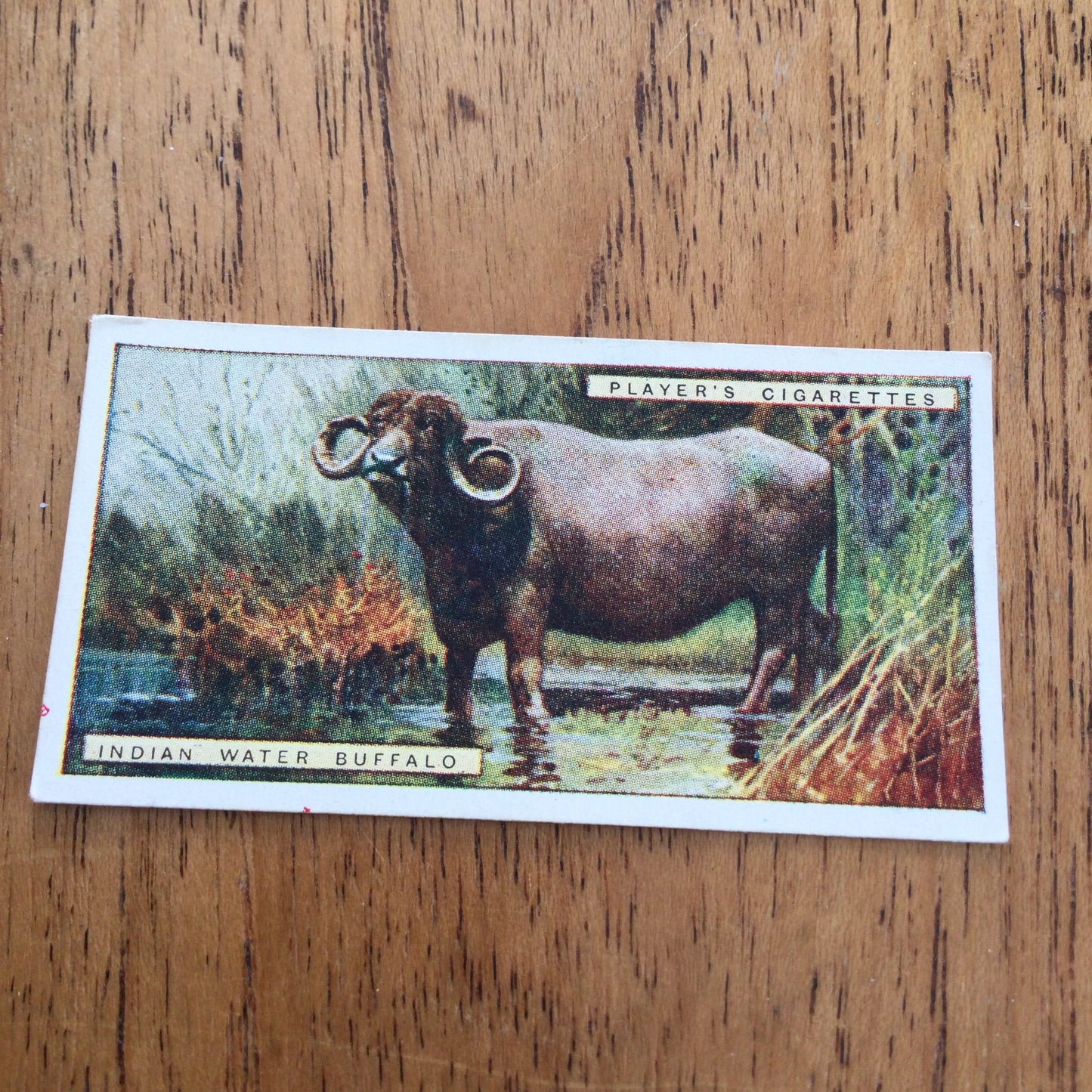 Players Cigarette Cards 'Natural History' 1924. Sold individually so take your pick.