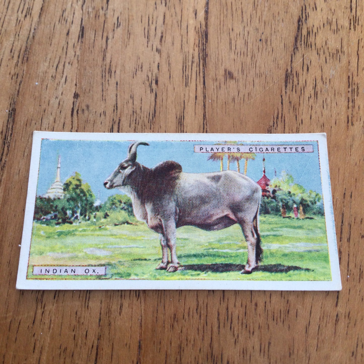 Players Cigarette Cards 'Natural History' 1924. Sold individually so take your pick.