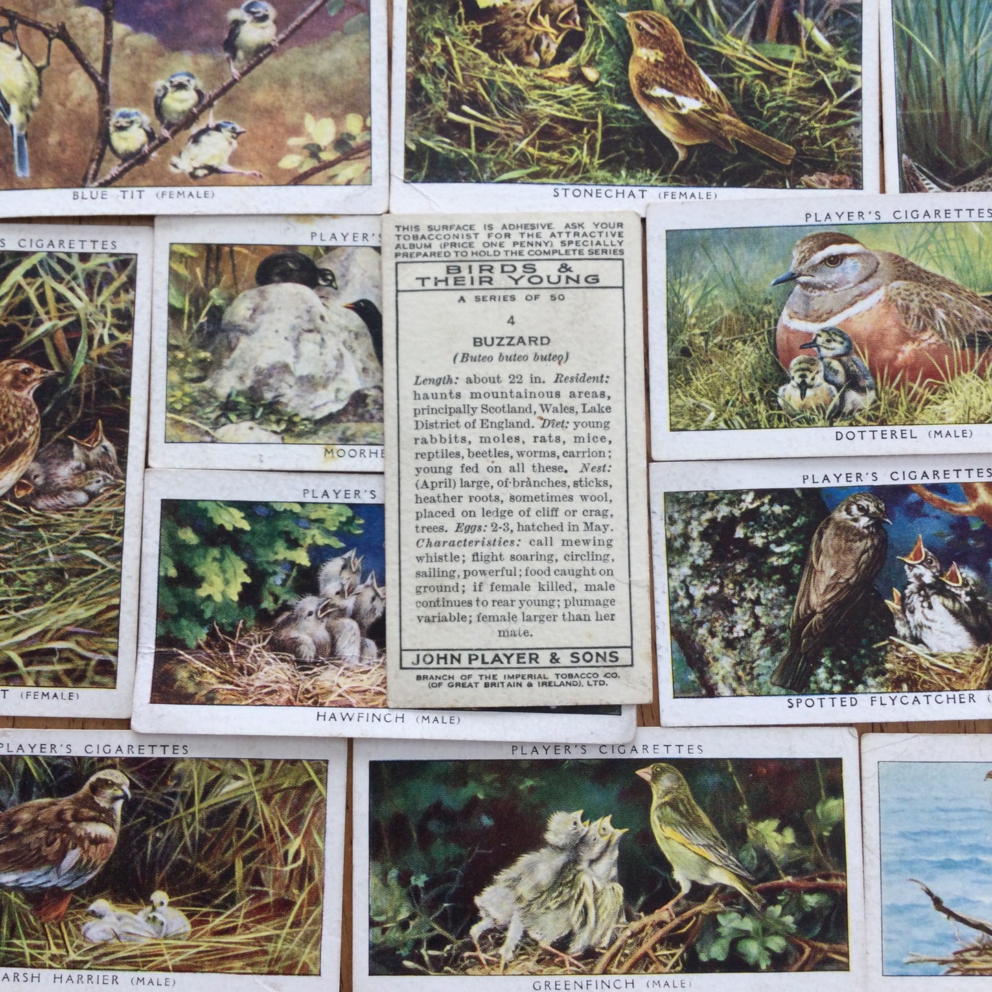 Players Cigarette Cards 'Birds & Their Young' 1937. Sold individually so take your pick