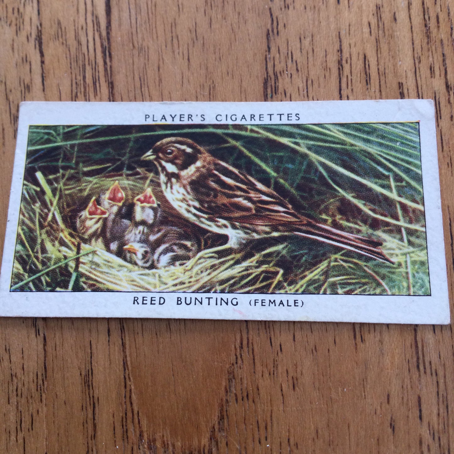 Players Cigarette Cards 'Birds & Their Young' 1937. Sold individually so take your pick