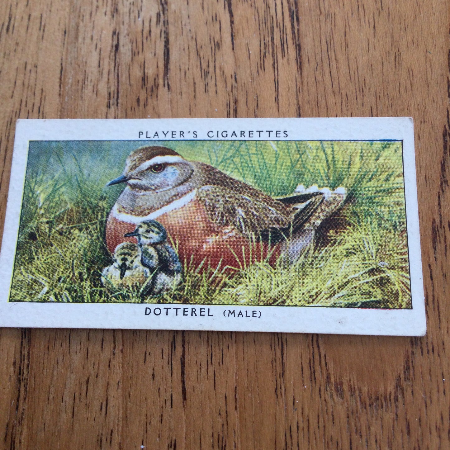 Players Cigarette Cards 'Birds & Their Young' 1937. Sold individually so take your pick