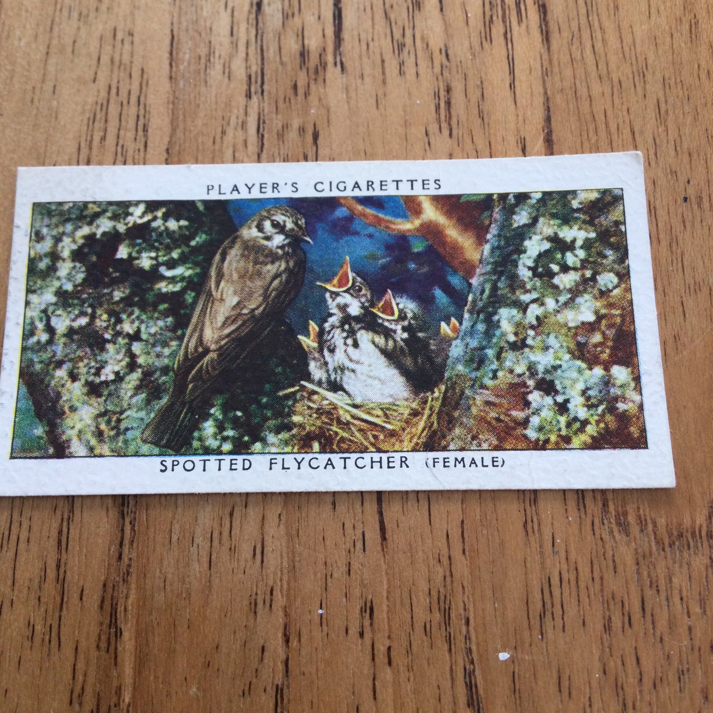 Players Cigarette Cards 'Birds & Their Young' 1937. Sold individually so take your pick