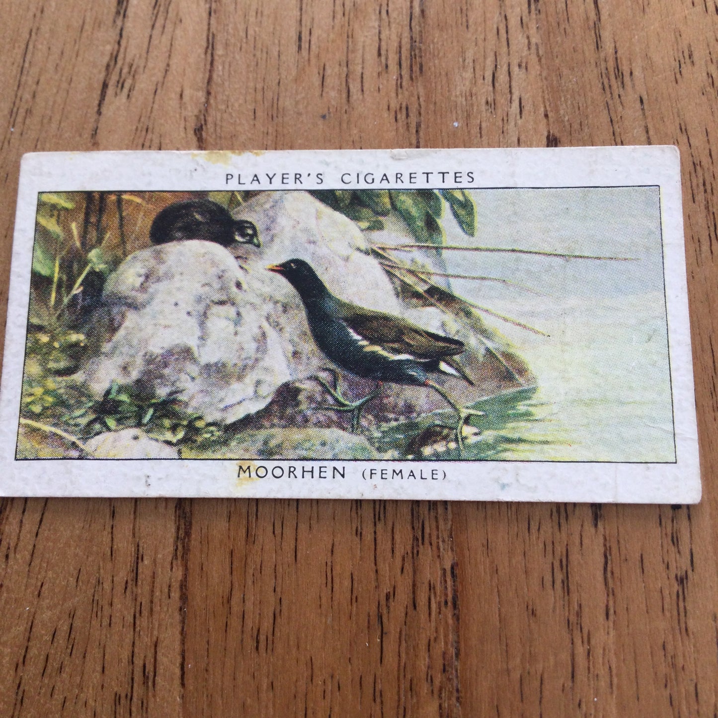 Players Cigarette Cards 'Birds & Their Young' 1937. Sold individually so take your pick