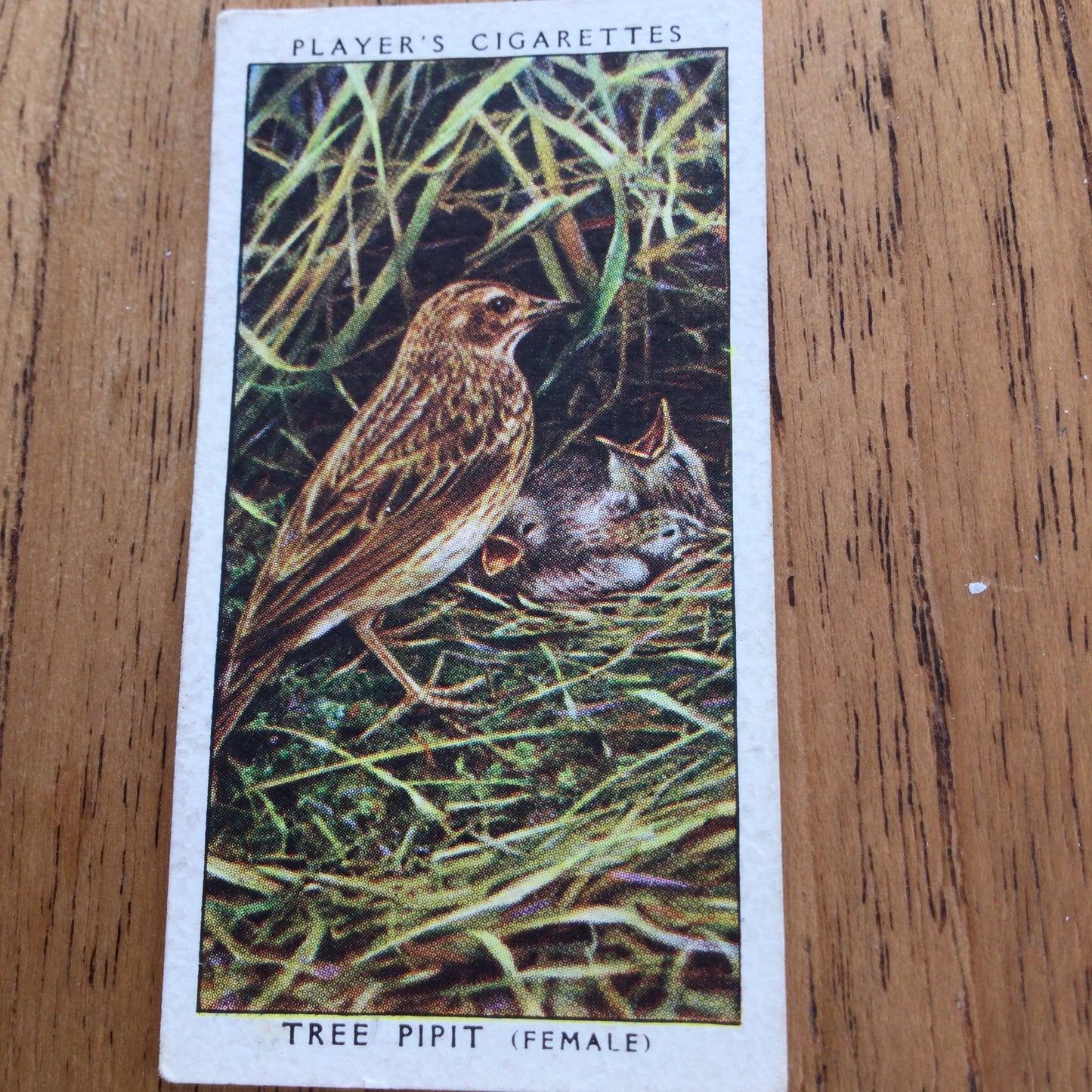 Players Cigarette Cards 'Birds & Their Young' 1937. Sold individually so take your pick