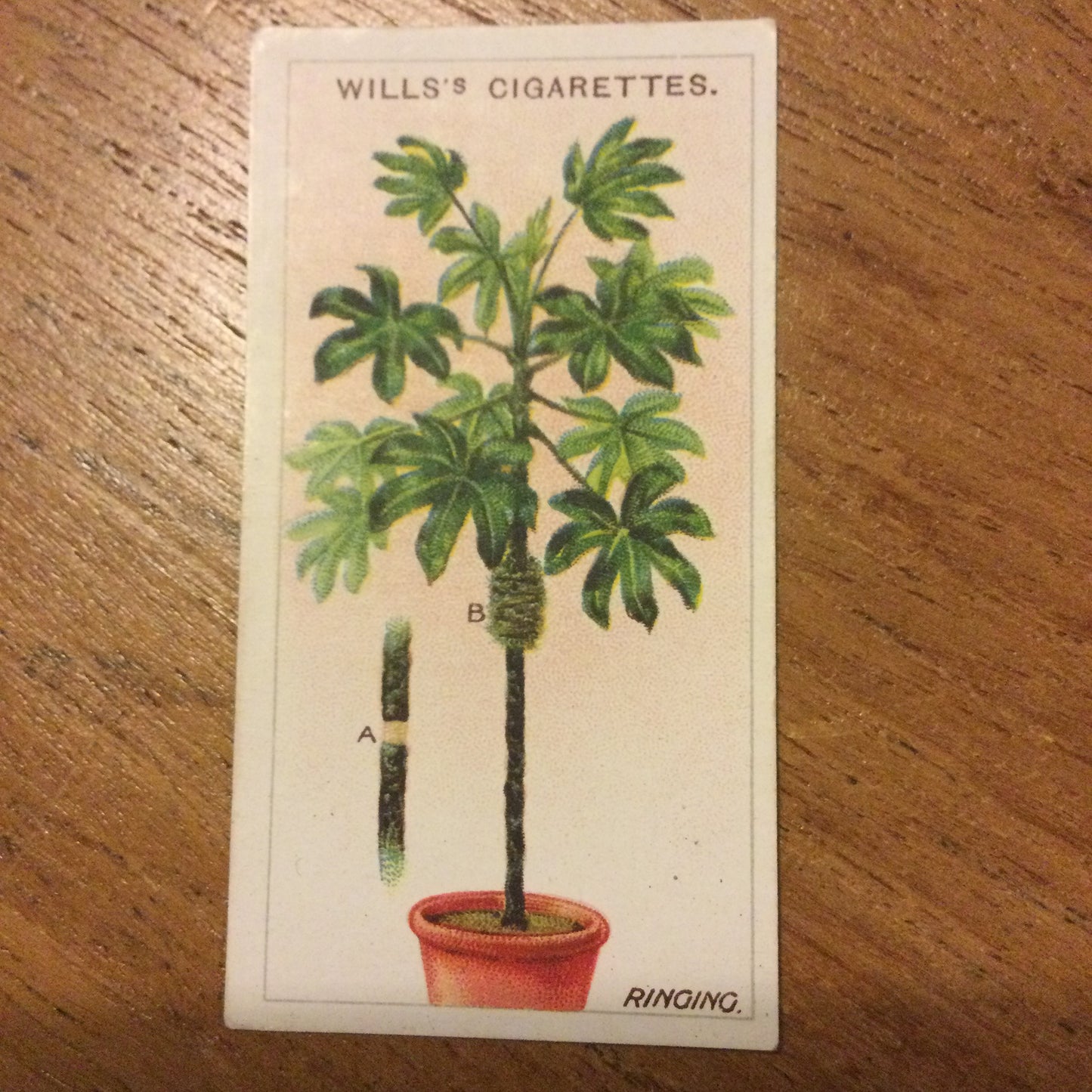 Wills Cigarette Cards GARDENING HINTS 1938. Sold individually so take your pick.