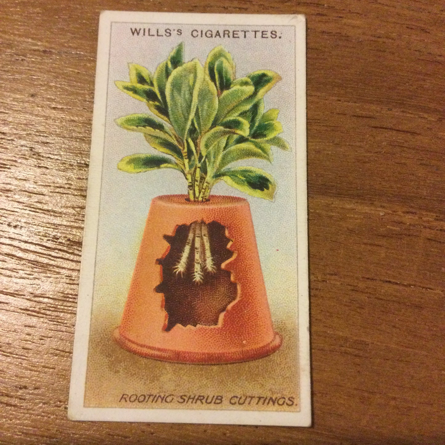 Wills Cigarette Cards GARDENING HINTS 1938. Sold individually so take your pick.