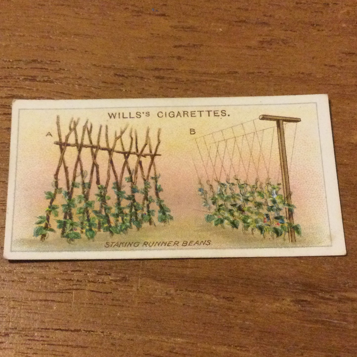 Wills Cigarette Cards GARDENING HINTS 1938. Sold individually so take your pick.