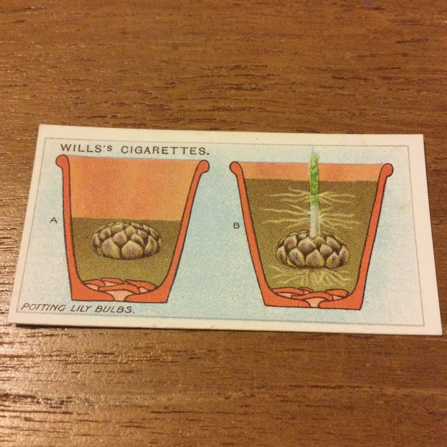 Wills Cigarette Cards GARDENING HINTS 1938. Sold individually so take your pick.