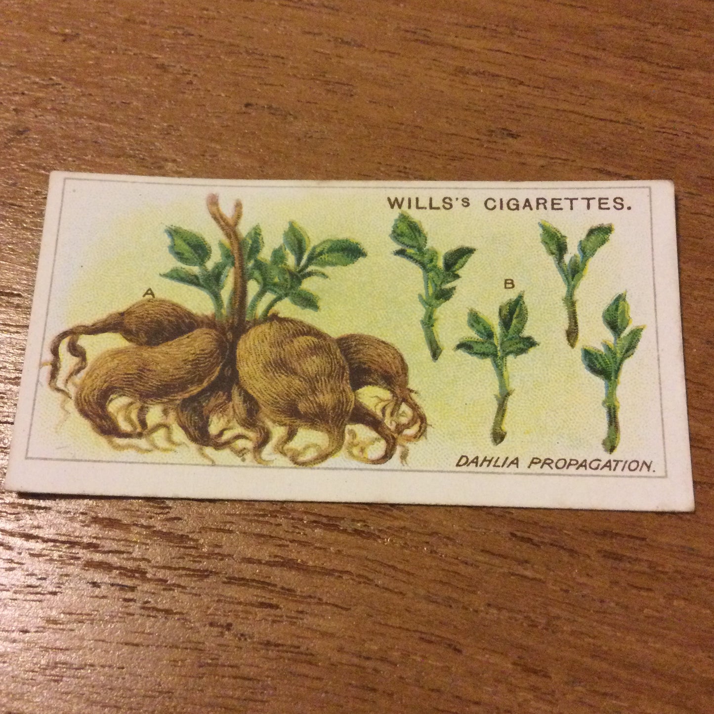 Wills Cigarette Cards GARDENING HINTS 1938. Sold individually so take your pick.