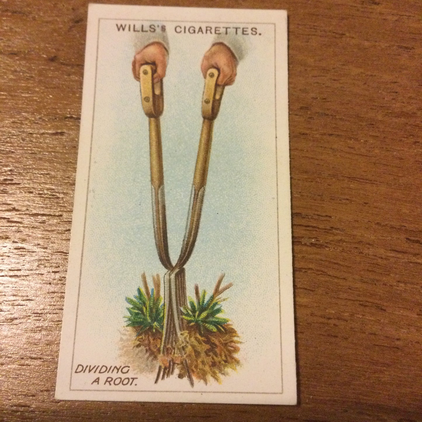 Wills Cigarette Cards GARDENING HINTS 1938. Sold individually so take your pick.