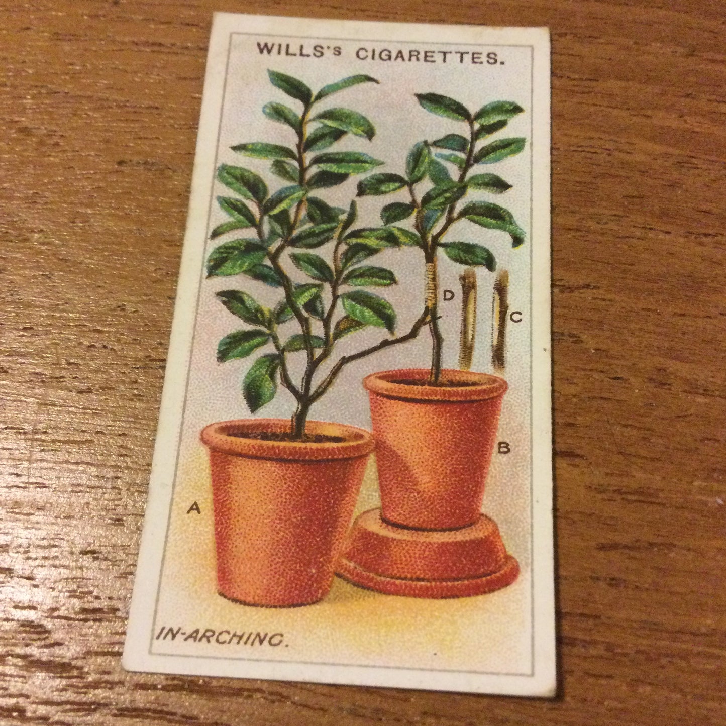 Wills Cigarette Cards GARDENING HINTS 1938. Sold individually so take your pick.