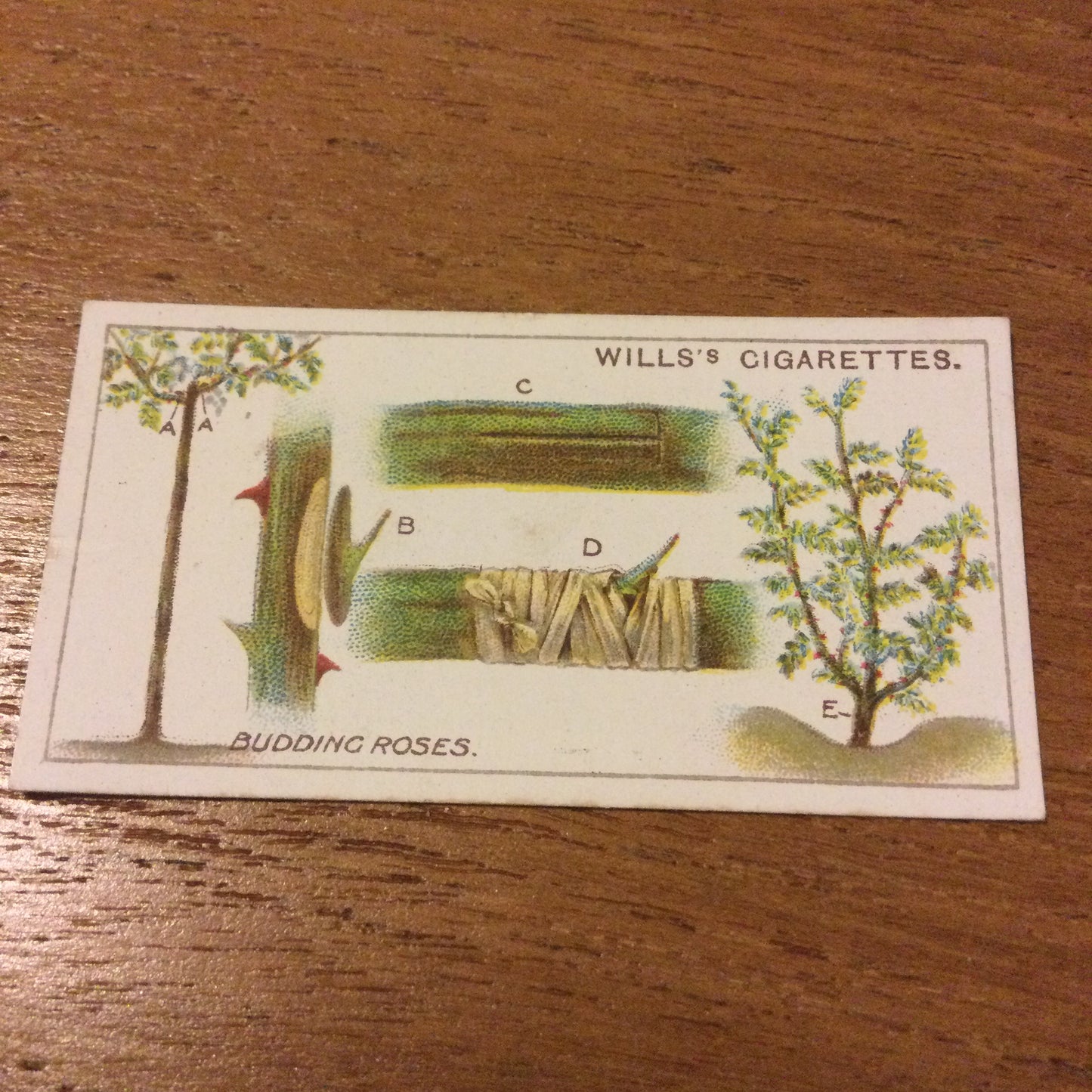 Wills Cigarette Cards GARDENING HINTS 1938. Sold individually so take your pick.