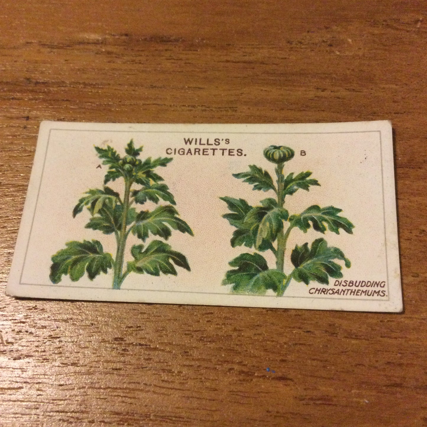Wills Cigarette Cards GARDENING HINTS 1938. Sold individually so take your pick.