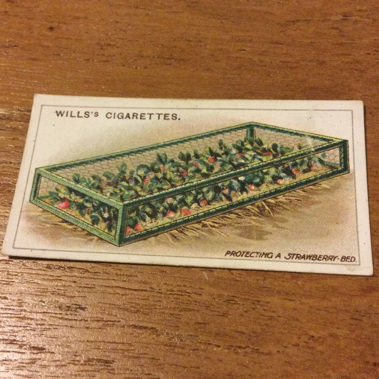 Wills Cigarette Cards GARDENING HINTS 1938. Sold individually so take your pick.