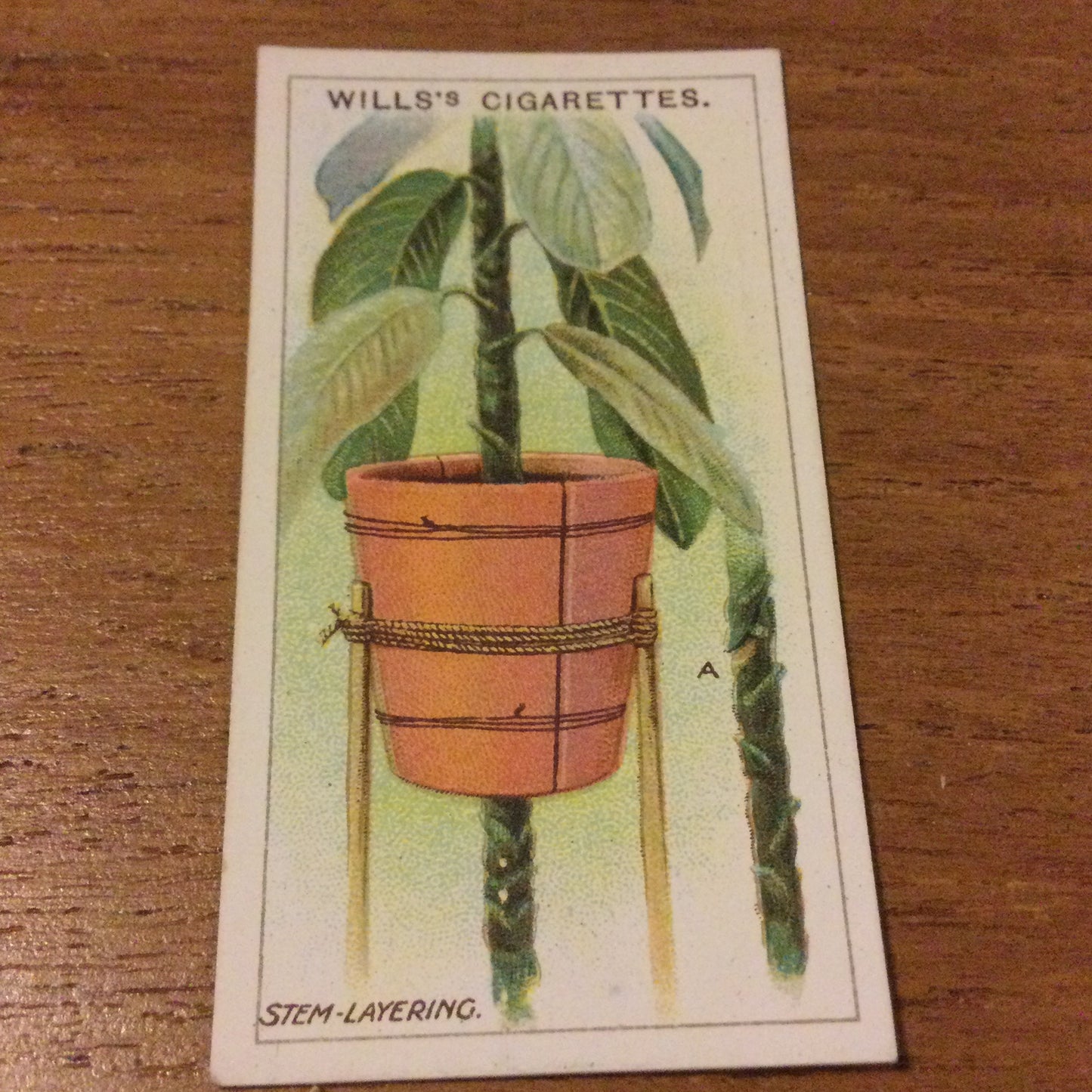 Wills Cigarette Cards GARDENING HINTS 1938. Sold individually so take your pick.